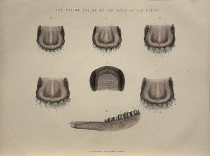 Benjamin Herring - Lithograph of the Ages  of the 