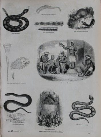 Gravure représentant des serpents, publiée par Cha
