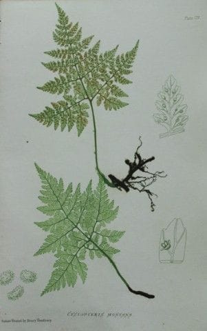 Thomas Moore - Fougère imprimée d'après nature par