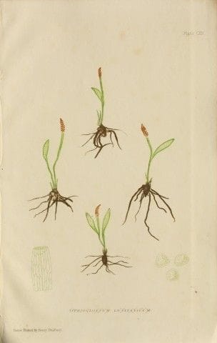 Edward Lowe – „A Natural History of British Grasse