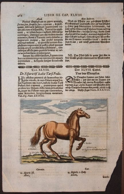Georg Winter – Seltener Stich aus „Bellerophon“ zu