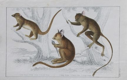 Oliver Goldsmith - Gravure représentant un tarsier