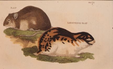 Brightly - Engraving of a Rat and Lemming-rat 1811