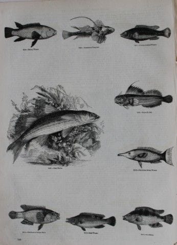 Gravure de poissons publiée par Charles Knight en 