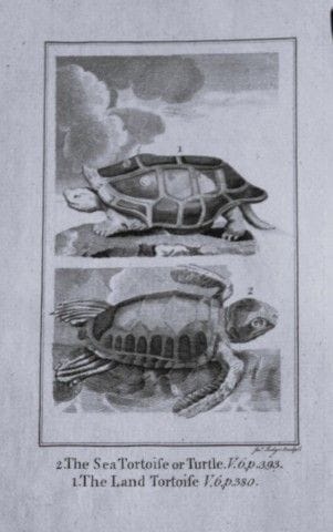 Buffon – „Meeres- und Landschildkröten“, Kupfersti