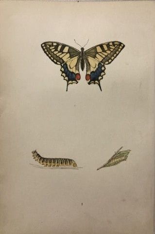 Révérend F. O. Morris – Gravure représentant des p