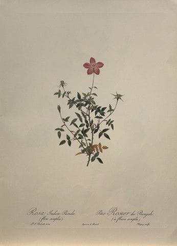P. J. Redouté - Ariel Press, 1956.

Cette estampe,