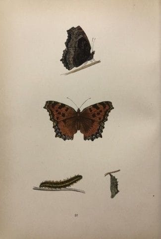 Révérend F. O. Morris – Gravure représentant des p