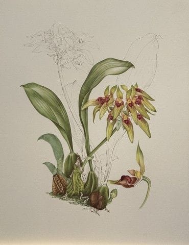 Mary Grierson - Magnifique lithographie d'orchidée