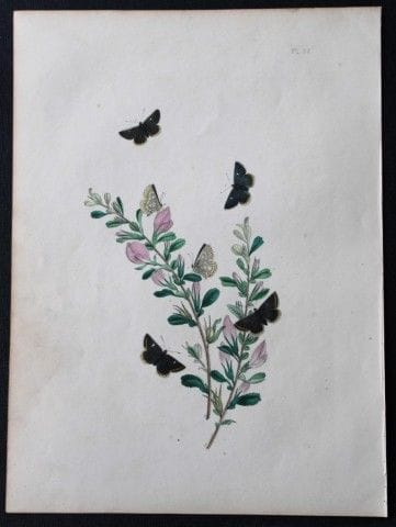 HN Humphreys – Handkolorierte Lithografie britisch