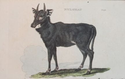 Brightly – Stich eines Nylghau, 1811.

Dieser Kupf