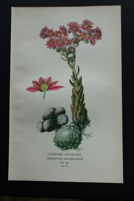 Edward Step - Chromolithographie de fleurs, 1896.
