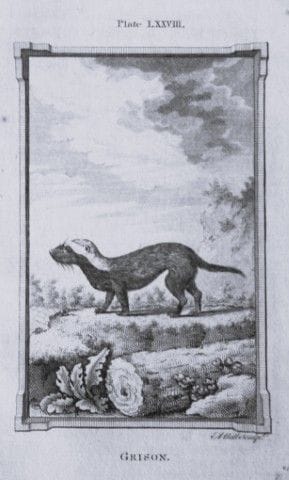 Buffon – Grison, Stich von A. Bell, 1785.

Dieser 