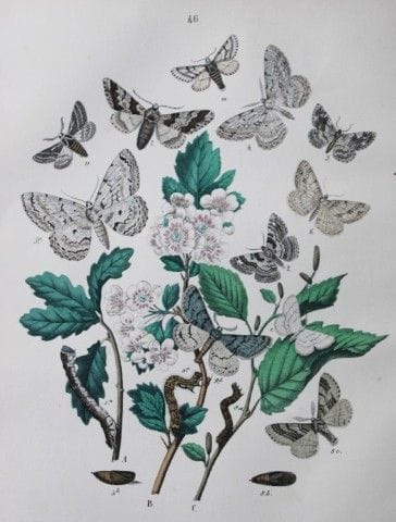 WF Kirby – Handkolorierte Lithografie aus „Europea