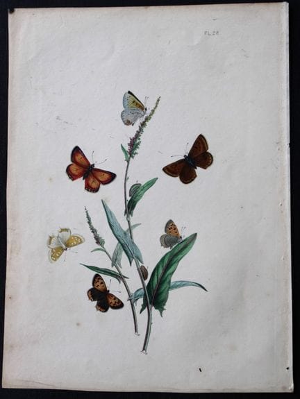 HN Humphreys – Handkolorierte Lithografie britisch