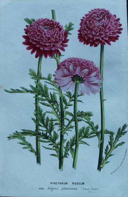 Lemaire &amp; van Houtte - Gravure originale tirée