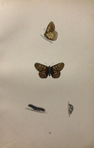 Révérend F. O. Morris – Gravure représentant des p