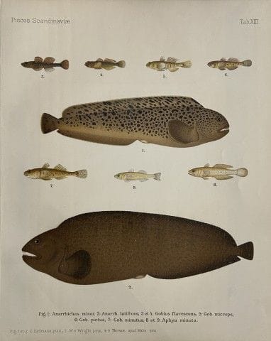 Wilhelm von Wright – Wunderschöne Lithografie mit 