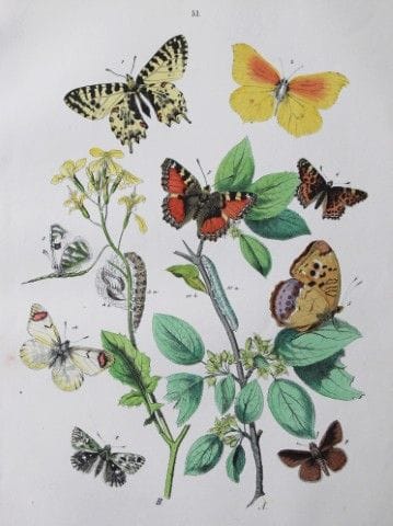 WF Kirby – Handkolorierte Lithografie aus „Europea