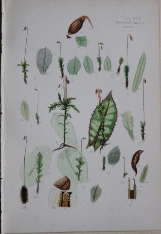 F.E. Tripp - Gravure coloriée à la main représenta