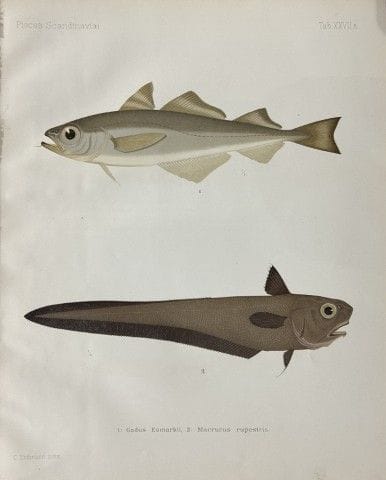 Wilhelm von Wright – Wunderschöne Lithografie mit 
