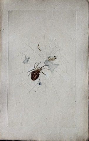 Edward Donovan - Gravure sur cuivre représentant u
