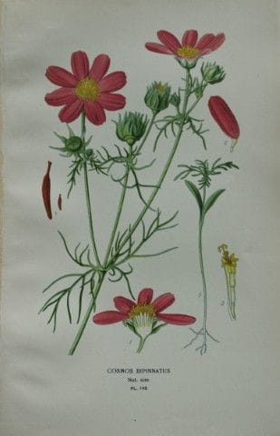 Edward Step - Chromolithographie de fleurs, 1896.
