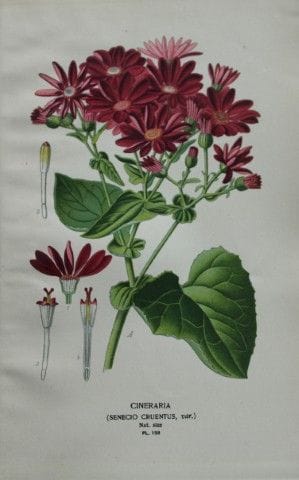 Edward Step - Chromolithographie de fleurs, 1896.
