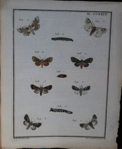 ME Hochecker - Gravure tirée de *Insectes d'Europe
