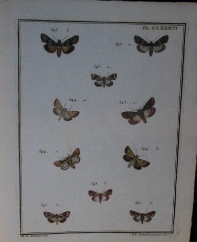ME Hochecker - Gravure tirée de *Insectes d'Europe