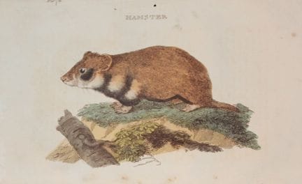 Brightly - Engraving of a Hamster 1811.

This copp