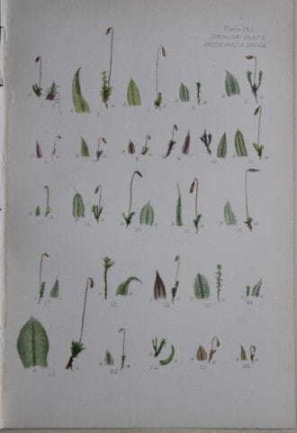 F.E. Tripp - Gravure coloriée à la main représenta