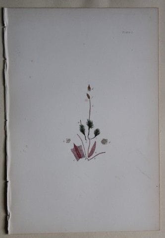 F.E. Tripp - Gravure coloriée à la main représenta
