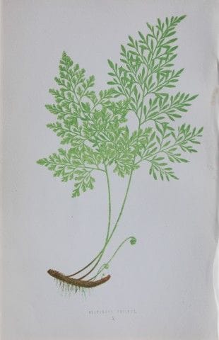 Edward Lowe - Gravure de fougère colorée à la main