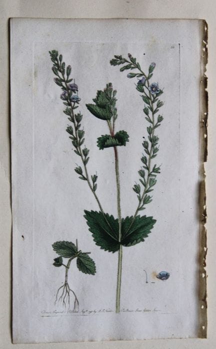 Frederick P. Nodder - Gravure tirée de *Flora Rust