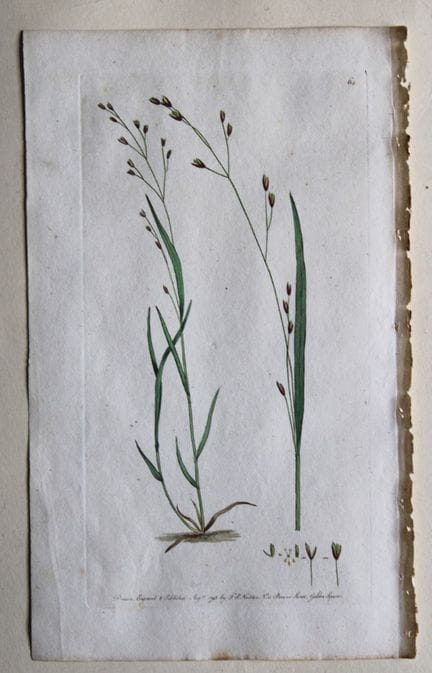 Frederick P. Nodder - Gravure tirée de *Flora Rust