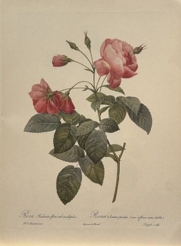 P. J. Redouté - Ariel Press, 1956.

Cette estampe,