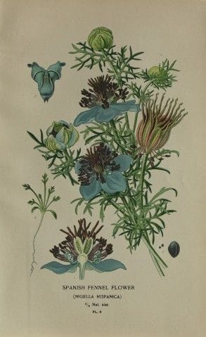 Edward Step - Chromolithographie de fleurs, 1896.
