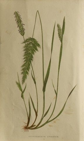 Edward Lowe – „A Natural History of British Grasse