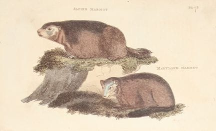 Brightly - Engraving of an Alpine Marmot and Maryl