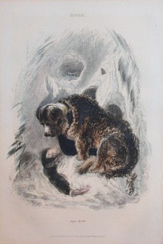 Charles Partington - Hand coloured engraving of Al