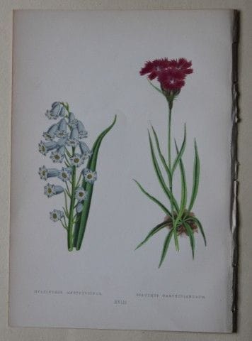 Stiche von Alpenpflanzen von A. F. Lydon und B. Fa