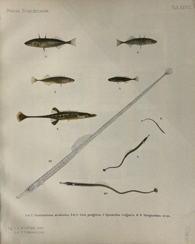 Wilhelm von Wright – Wunderschöne Lithografie mit 