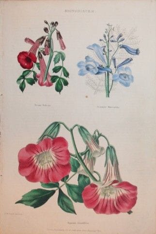 Charles Partington - Gravure coloriée à la main re