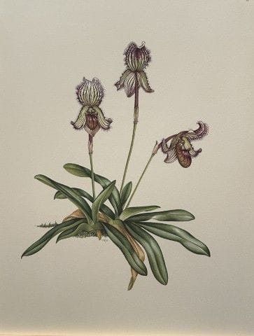Mary Grierson - Magnifique lithographie d'orchidée