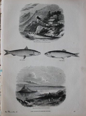 Gravure de poissons publiée par Charles Knight en 
