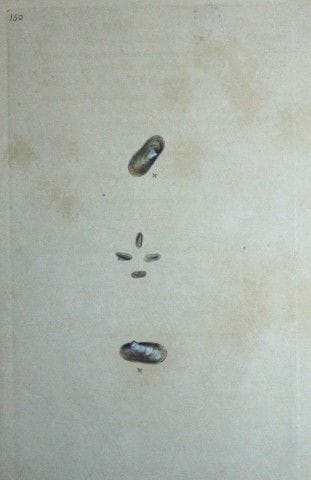 Edward Donovan – Handkolorierter Stich von Muschel