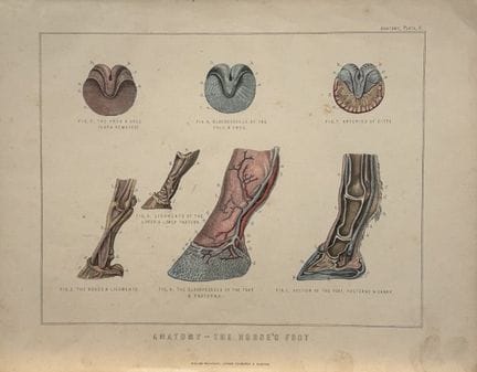 Benjamin Herring - Lithograph of Anatomy of Horse'
