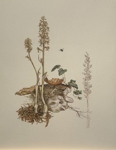 Mary Grierson - Magnifique lithographie d'orchidée