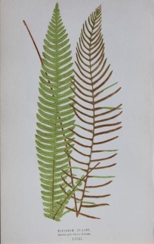 Edward Lowe - Gravure de fougère colorée à la main